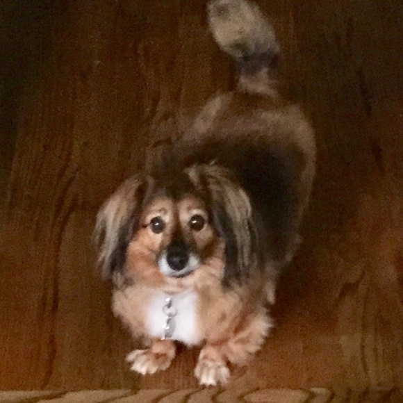 Meet your Posher, Kathy with helpers, Lucy & Macon - Picture 4 of 5